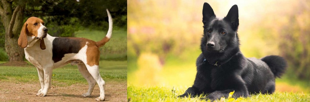 Black Norwegian Elkhound vs Artois Hound - Breed Comparison