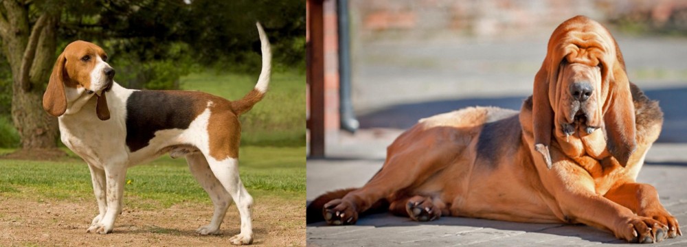 Bloodhound vs Artois Hound - Breed Comparison