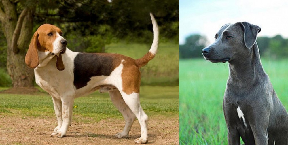 Blue Lacy vs Artois Hound - Breed Comparison