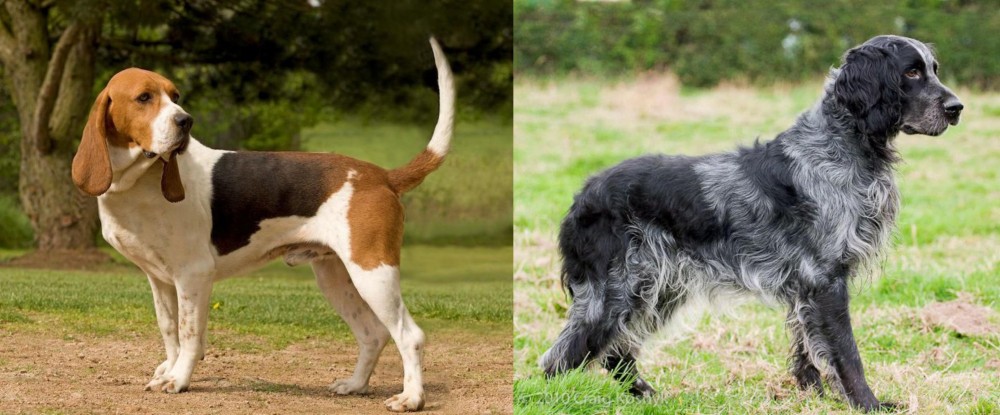 Blue Picardy Spaniel vs Artois Hound - Breed Comparison