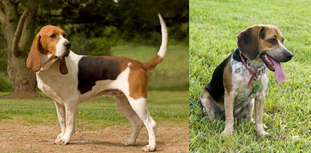 Bluetick Beagle vs Artois Hound - Breed Comparison