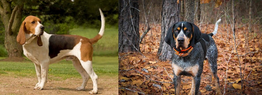 Bluetick Coonhound vs Artois Hound - Breed Comparison