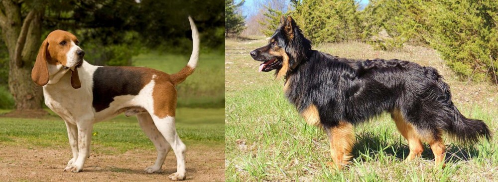 Bohemian Shepherd vs Artois Hound - Breed Comparison
