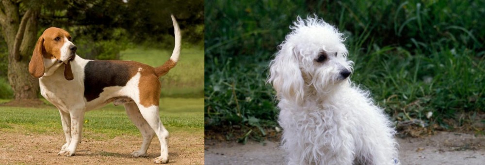 Bolognese vs Artois Hound - Breed Comparison