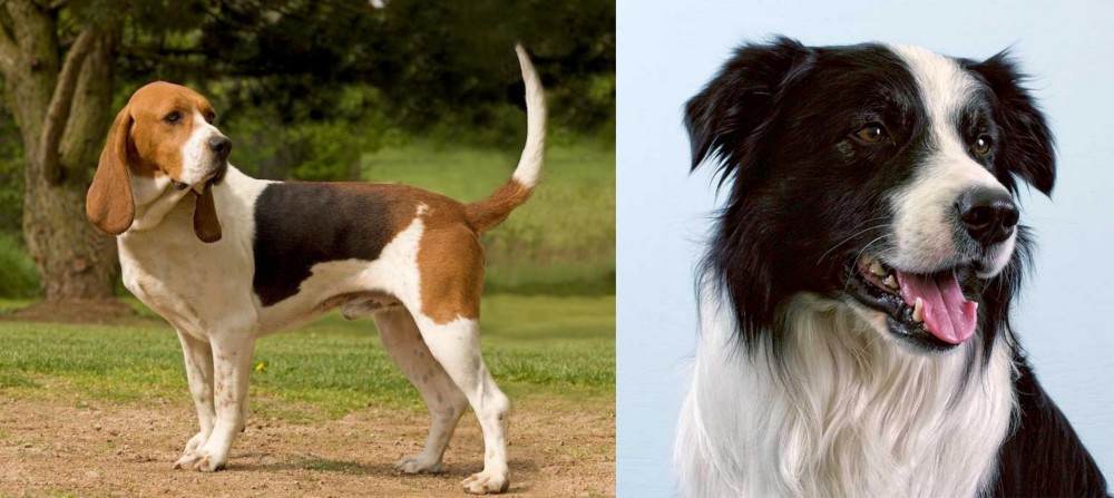 Border Collie vs Artois Hound - Breed Comparison