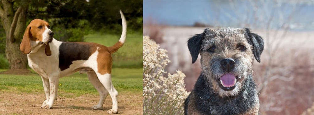 Border Terrier vs Artois Hound - Breed Comparison