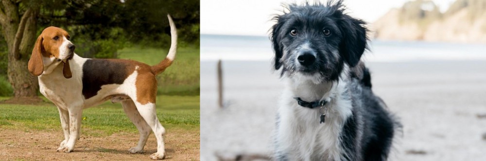 Bordoodle vs Artois Hound - Breed Comparison