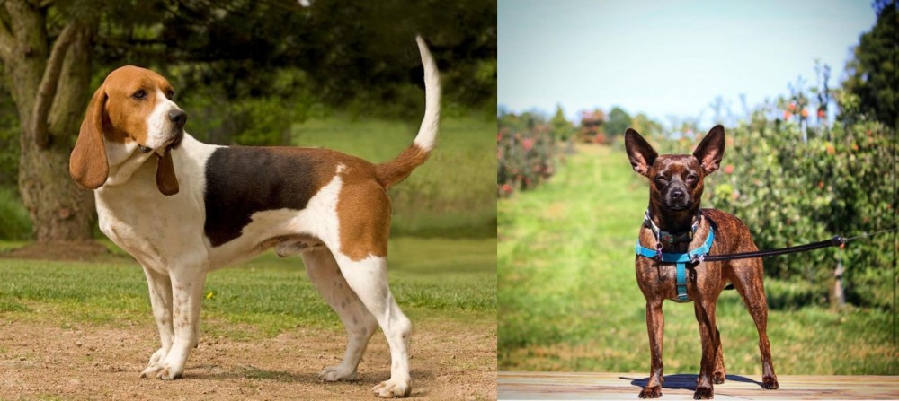 Bospin vs Artois Hound - Breed Comparison