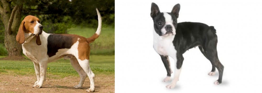 Boston Terrier vs Artois Hound - Breed Comparison