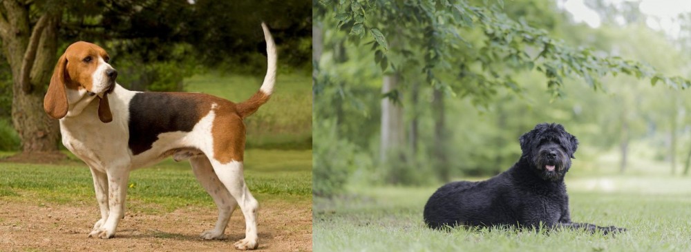 Bouvier des Flandres vs Artois Hound - Breed Comparison