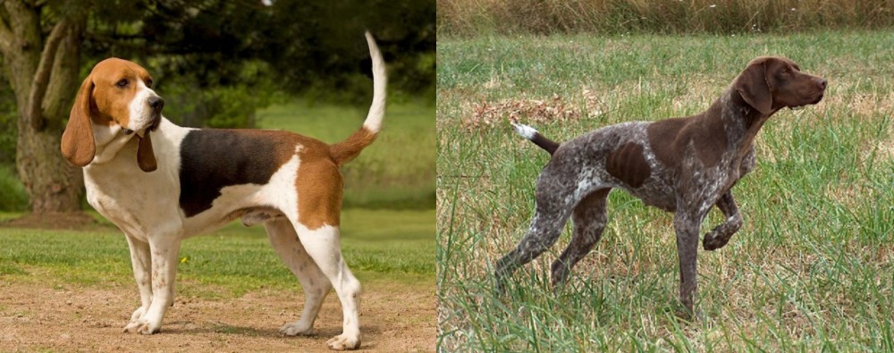 Braque Francais vs Artois Hound - Breed Comparison