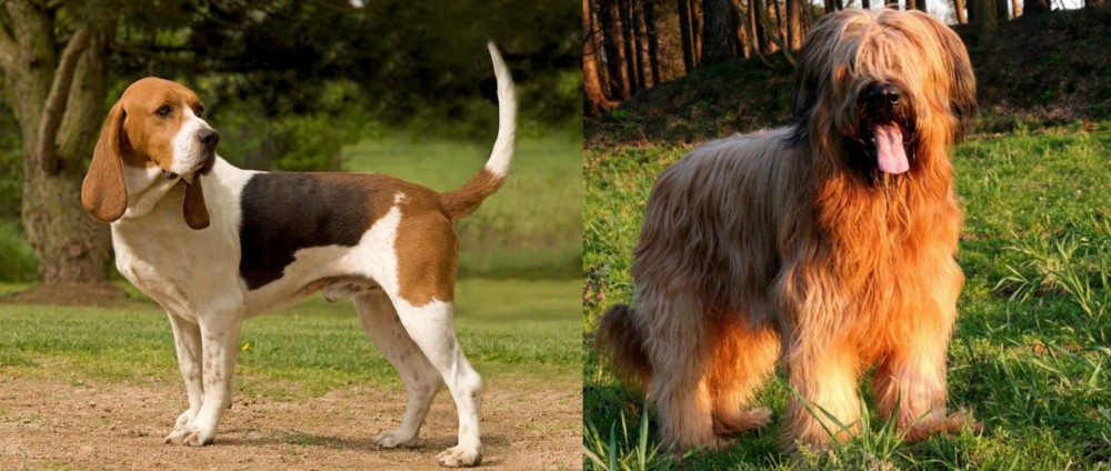 Briard vs Artois Hound - Breed Comparison