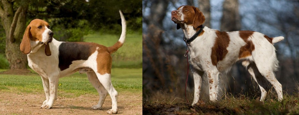 Brittany vs Artois Hound - Breed Comparison