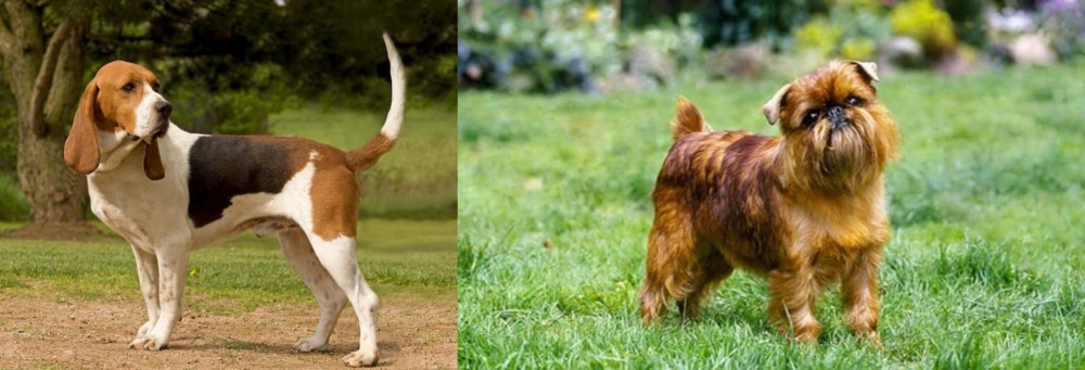 Brussels Griffon vs Artois Hound - Breed Comparison