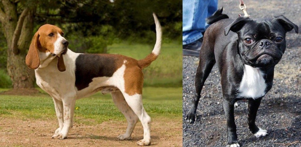 Bugg vs Artois Hound - Breed Comparison