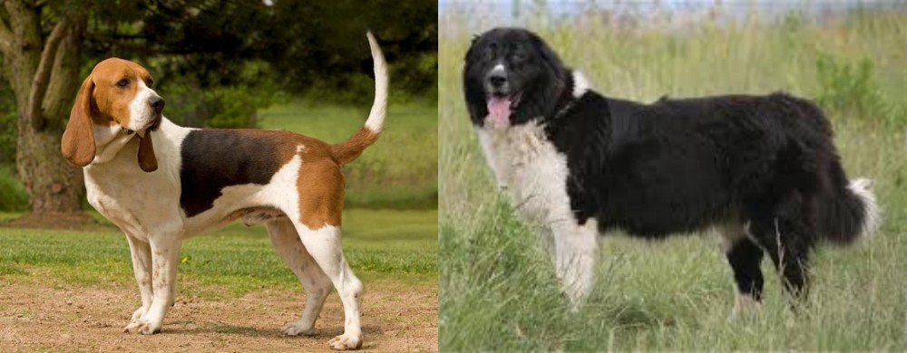 Bulgarian Shepherd vs Artois Hound - Breed Comparison