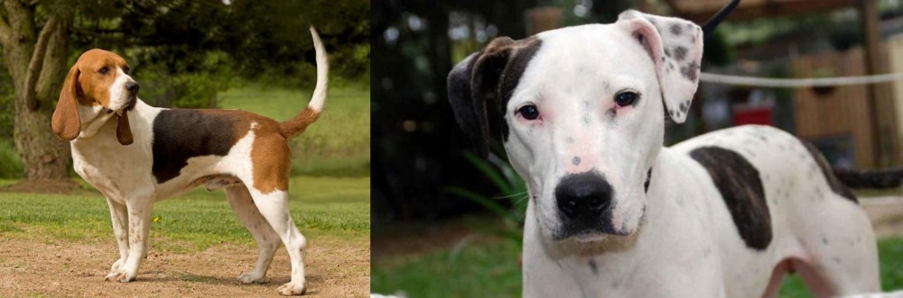 Bull Arab vs Artois Hound - Breed Comparison