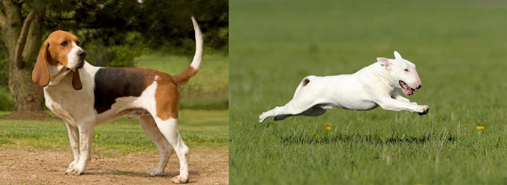 Bull Terrier vs Artois Hound - Breed Comparison
