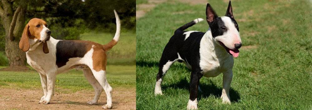 Bull Terrier Miniature vs Artois Hound - Breed Comparison