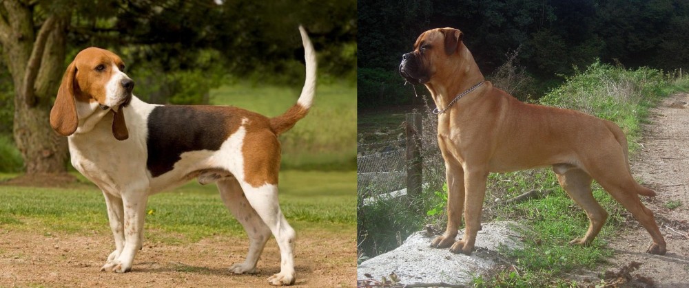 Bullmastiff vs Artois Hound - Breed Comparison