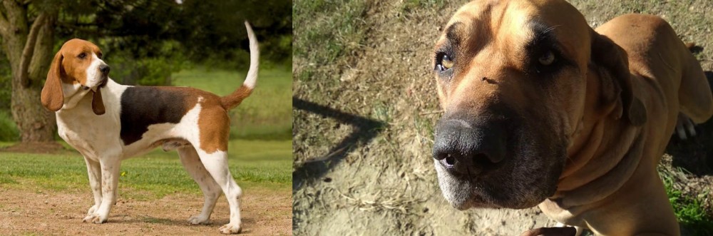 Cabecudo Boiadeiro vs Artois Hound - Breed Comparison