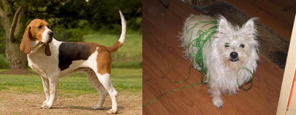 Cairland Terrier vs Artois Hound - Breed Comparison