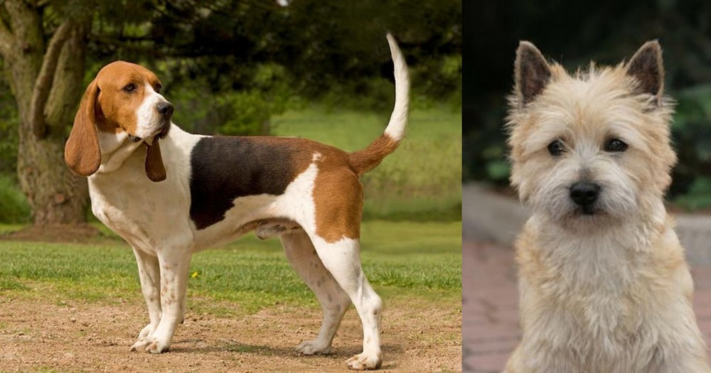 Cairn Terrier vs Artois Hound - Breed Comparison