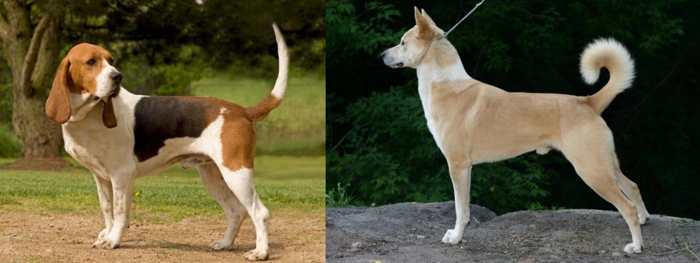 Canaan Dog vs Artois Hound - Breed Comparison