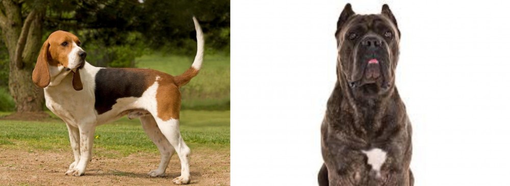 Cane Corso vs Artois Hound - Breed Comparison