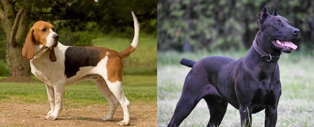 Canis Panther vs Artois Hound - Breed Comparison