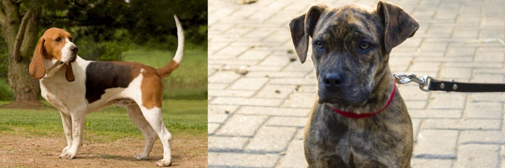 Catahoula Bulldog vs Artois Hound - Breed Comparison