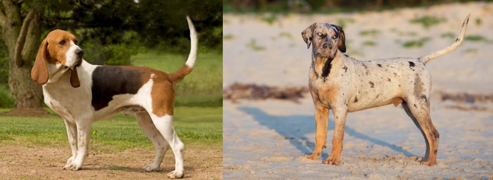 Catahoula Cur vs Artois Hound - Breed Comparison