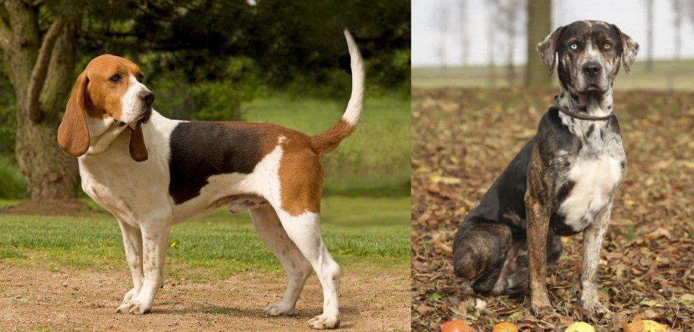 Catahoula Leopard vs Artois Hound - Breed Comparison