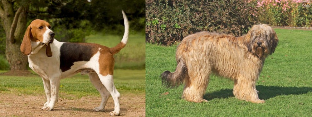Catalan Sheepdog vs Artois Hound - Breed Comparison