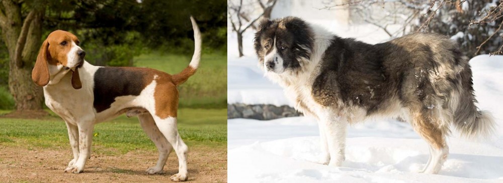 Caucasian Shepherd vs Artois Hound - Breed Comparison