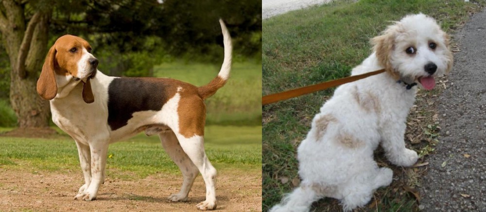 Cavachon vs Artois Hound - Breed Comparison
