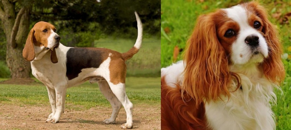 Cavalier King Charles Spaniel vs Artois Hound - Breed Comparison