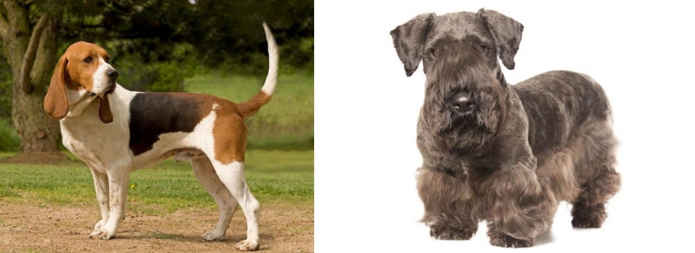 Cesky Terrier vs Artois Hound - Breed Comparison