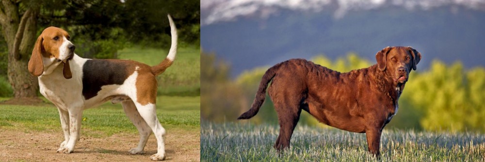 Chesapeake Bay Retriever vs Artois Hound - Breed Comparison