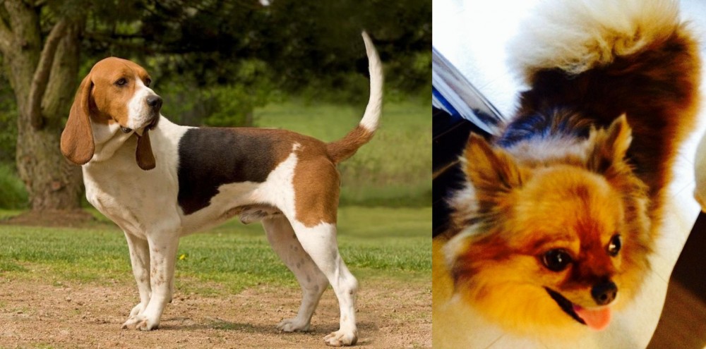 Chiapom vs Artois Hound - Breed Comparison