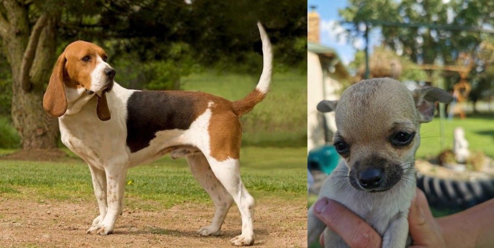 Chihuahua vs Artois Hound - Breed Comparison