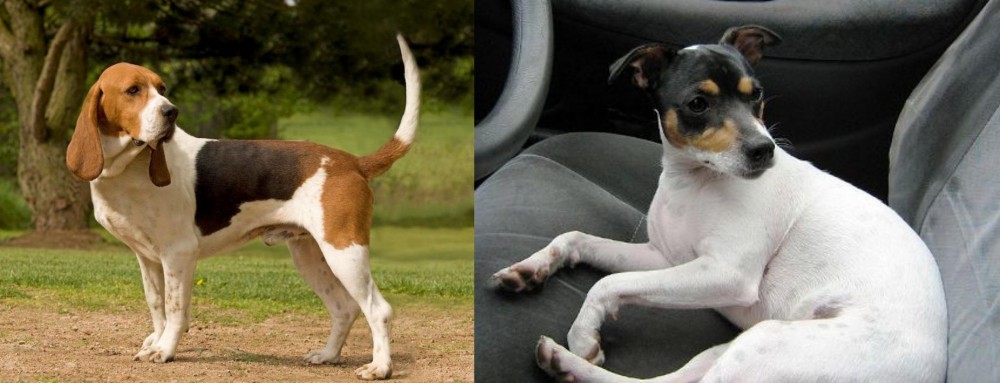Chilean Fox Terrier vs Artois Hound - Breed Comparison