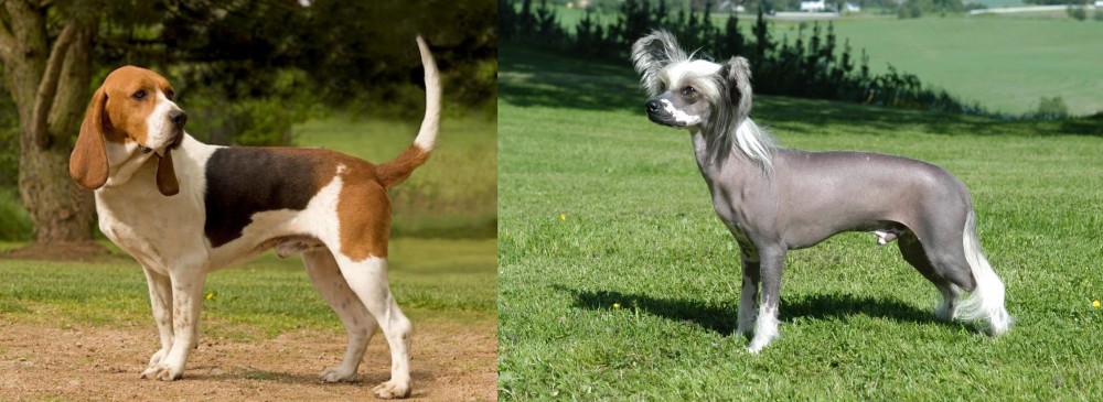 Chinese Crested Dog vs Artois Hound - Breed Comparison