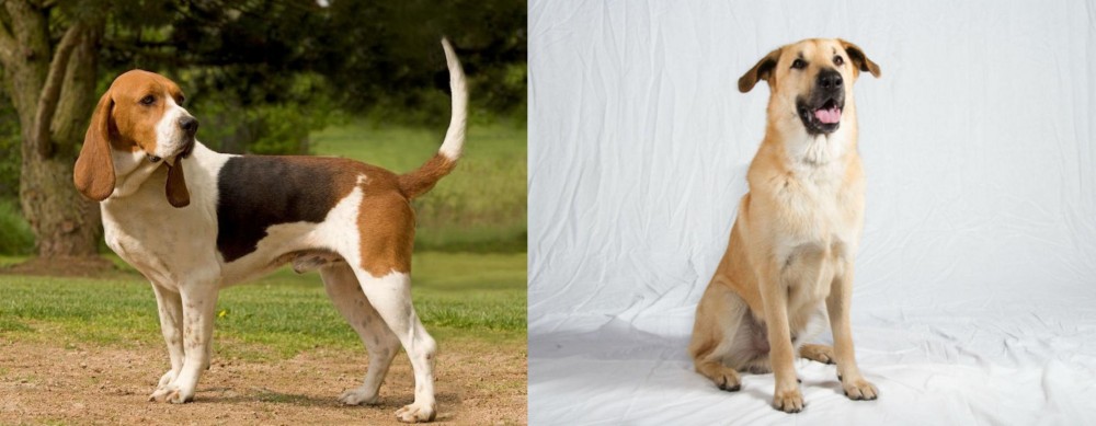 Chinook vs Artois Hound - Breed Comparison