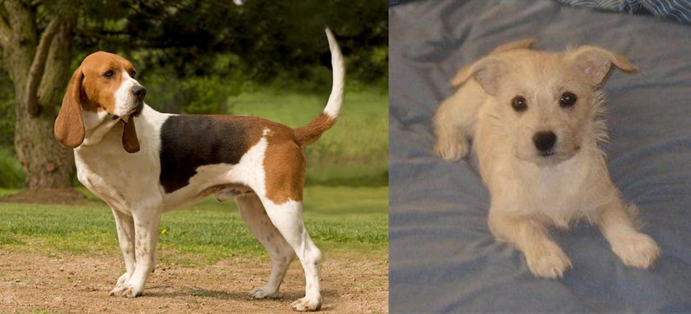 Chipoo vs Artois Hound - Breed Comparison