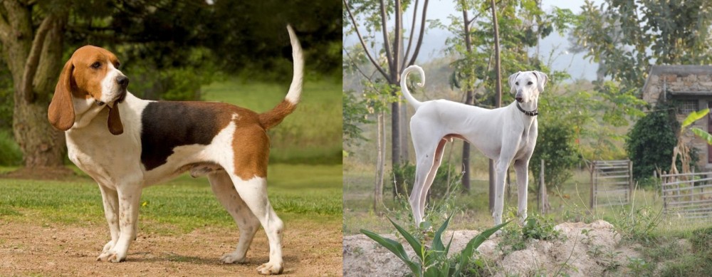 Chippiparai vs Artois Hound - Breed Comparison