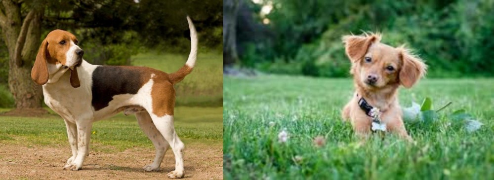 Chiweenie vs Artois Hound - Breed Comparison