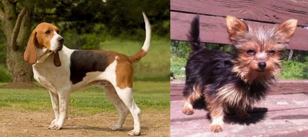 Chorkie vs Artois Hound - Breed Comparison