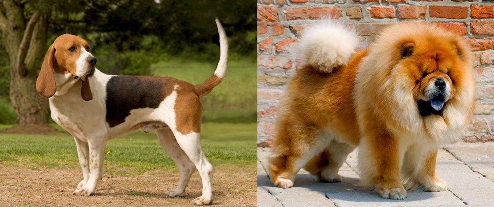 Chow Chow vs Artois Hound - Breed Comparison
