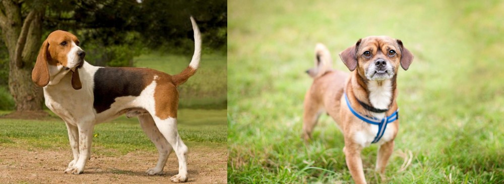 Chug vs Artois Hound - Breed Comparison